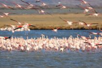 Χειμερινή άνοιξη στο Δέλτα Έβρου: Πανδαισία χρωμάτων και ζωής από τα υδρόβια πουλιά