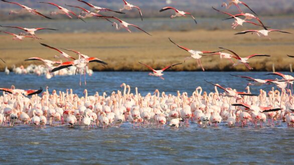 Χειμερινή άνοιξη στο Δέλτα Έβρου: Πανδαισία χρωμάτων και ζωής από τα υδρόβια πουλιά