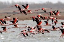 Δέλτα Έβρου: Πόλος έλξης για Φοινικόπτερα και Νανόκυκνους