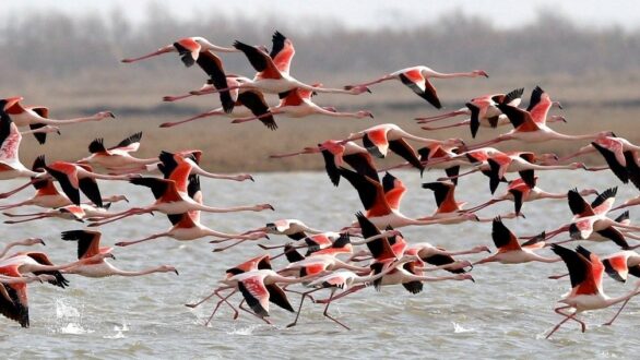 Δέλτα Έβρου: Πόλος έλξης για Φοινικόπτερα και Νανόκυκνους