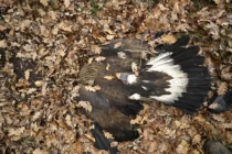 Εντοπίστηκε νεκρή οικογένεια τριών Χρυσαετών σε ορεινή περιοχή της Ξάνθης