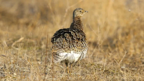 Σημαντικές καταγραφές σπάνιων πουλιών σε Δέλτα Έβρου – Βιστωνίδα και Ισμαρίδα