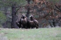 Τα πρώτα σημάδια ανάκαμψης μετά την πυρκαγιά στο Δάσος της Δαδιάς – Εξελίξεις για τους πληθυσμούς αρπακτικών