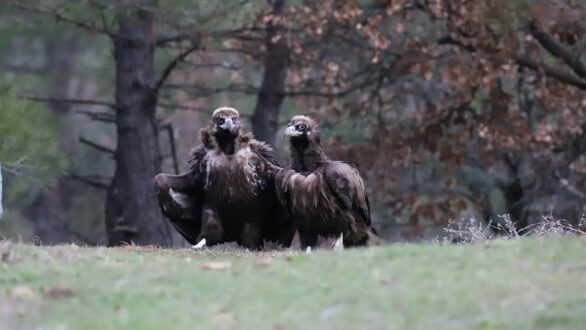 Τα πρώτα σημάδια ανάκαμψης μετά την πυρκαγιά στο Δάσος της Δαδιάς – Εξελίξεις για τους πληθυσμούς αρπακτικών