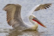 Καταφύγιο στη λίμνη Κερκίνη βρίσκουν τα πληγωμένα πτηνά του Έβρου