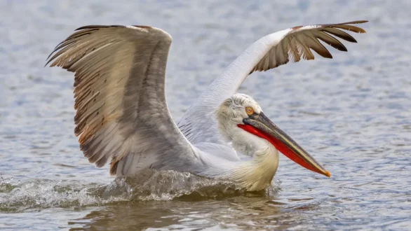 Καταφύγιο στη λίμνη Κερκίνη βρίσκουν τα πληγωμένα πτηνά του Έβρου