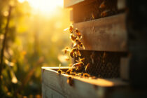 Εκλογές για τον νέο Μελισσοκομικό Σύλλογο Π.Ε. Έβρου “Εβρίτικη Μέλισσα”