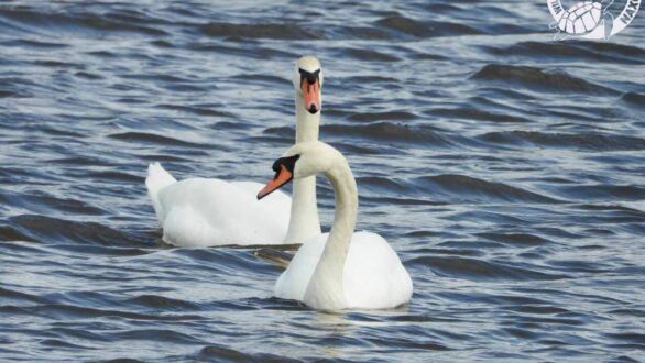 Δέλτα: Χειμερινές καταγραφές πτηνών στον Έβρο