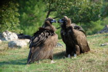 Πληθυσμός ρεκόρ μαυρόγυπα στο Εθνικό Πάρκο Δαδιάς