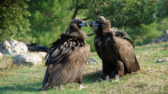 Πληθυσμός ρεκόρ μαυρόγυπα στο Εθνικό Πάρκο Δαδιάς