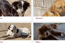 Ορεστιάδα: Οι Μίκα, Μπρούνο, Λούνα, Μάγια είναι ανάμεσα στα 24 αδέσποτα που ζητούν σπίτι!