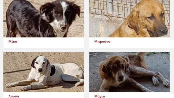 Ορεστιάδα: Οι Μίκα, Μπρούνο, Λούνα, Μάγια είναι ανάμεσα στα 24 αδέσποτα που ζητούν σπίτι!