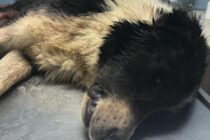 Πυροβόλησαν και σκότωσαν σκύλο στις Φέρες