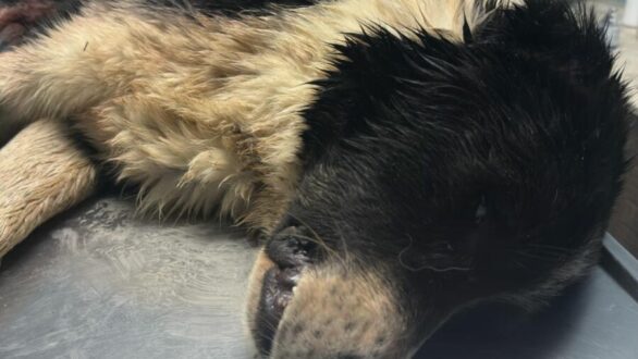 Πυροβόλησαν και σκότωσαν σκύλο στις Φέρες