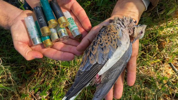 Στο στόχαστρο των κυνηγών και πάλι το Τρυγόνι στη Δυτική Ευρώπη