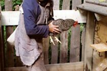 Συνελήφθη… “κλεφτοκοτάς” στην Ορεστιάδα