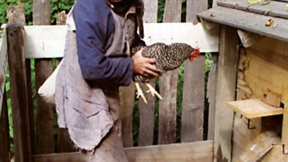 Συνελήφθη… “κλεφτοκοτάς” στην Ορεστιάδα