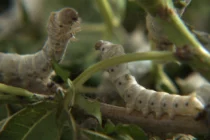 «Το μεταξένιο ταξίδι της εκτροφής του μεταξοσκώληκα» | Επίδειξη σηροτροφίας στο Μουσείο Μετάξης