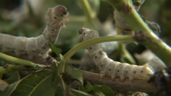 «Το μεταξένιο ταξίδι της εκτροφής του μεταξοσκώληκα» | Επίδειξη σηροτροφίας στο Μουσείο Μετάξης