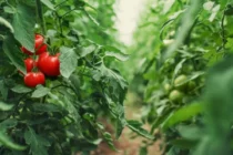 Ξεκινά το πρόγραμμα ενίσχυσης θερμοκηπιακών καλλιεργειών – 7.500.000 εκατ. ευρώ στην ΑΜΘ