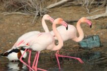 Από τη Σμύρνη στον Έβρο – το ταξίδι ενός φοινικόπτερου