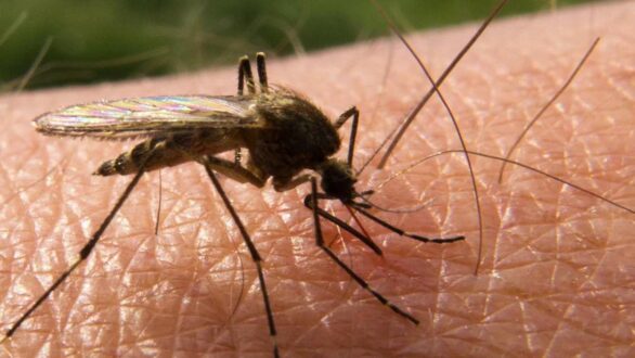 ΕΟΔΥ: Οκτώ νέα κρούσματα από τον ιό του Δυτικού Νείλου