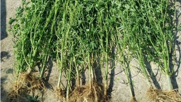 Συνελήφθησαν 16 άτομα στην ΑΜΘ για ναρκωτικά