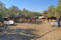 Συντονισμένη κινητοποίηση για τη διάσωση των άγριων αλόγων στο Δέλτα Έβρου