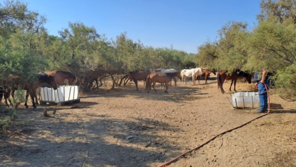Συντονισμένη κινητοποίηση για τη διάσωση των άγριων αλόγων στο Δέλτα Έβρου