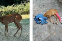 Ζαρκάδι θύμα τροχαίου από την Αλεξανδρούπολη νοσηλεύεται στον ΑΝΙΜΑ – Ένα ακόμη απελευθερώθηκε