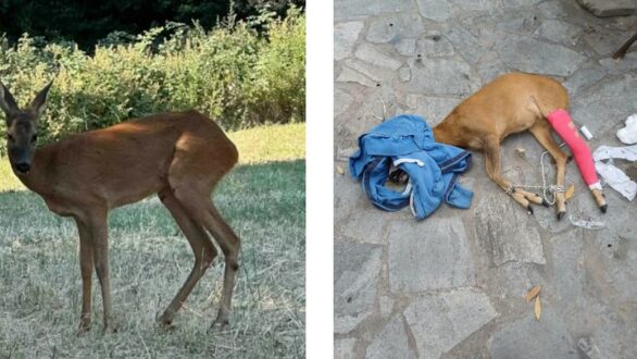 Ζαρκάδι θύμα τροχαίου από την Αλεξανδρούπολη νοσηλεύεται στον ΑΝΙΜΑ – Ένα ακόμη απελευθερώθηκε