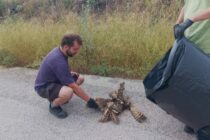 Μοιραία πτήση για ένα μπούφο