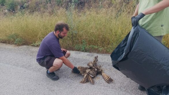 Μοιραία πτήση για ένα μπούφο