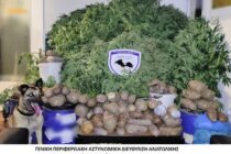 Αλεξανδρούπολη: 24 κιλά ακατέργαστης κάνναβης και 13 δενδρύλλια κάνναβης εντόπισε η σκυλίτσα Laika
