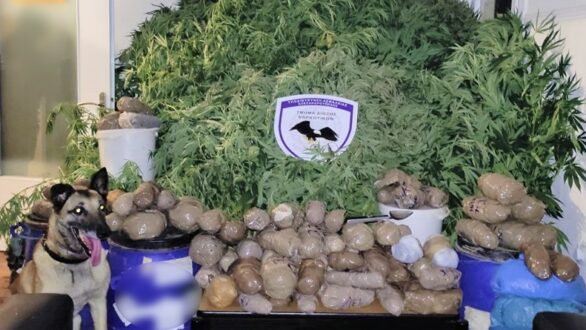 Αλεξανδρούπολη: 24 κιλά ακατέργαστης κάνναβης και 13 δενδρύλλια κάνναβης εντόπισε η σκυλίτσα Laika