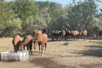 Τοποθετηθήκαν 8 δεξαμενές από το Σύλλογο «Αινήσιο Δέλτα» για τα άγρια άλογα