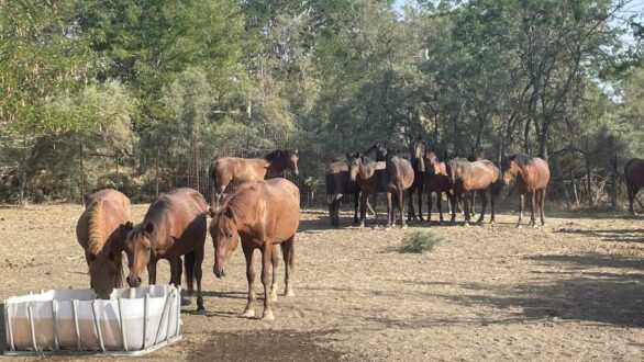Τοποθετηθήκαν 8 δεξαμενές από το Σύλλογο «Αινήσιο Δέλτα» για τα άγρια άλογα
