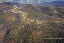 Εταιρεία Προστασίας Βιοποικιλότητας Θράκης: Επίθεση επενδυτών αιολικής ενέργειας στις δράσεις αποκατάστασης του καμένου δάσους στον Έβρο