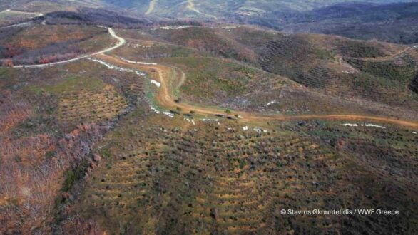 Εταιρεία Προστασίας Βιοποικιλότητας Θράκης: Επίθεση επενδυτών αιολικής ενέργειας στις δράσεις αποκατάστασης του καμένου δάσους στον Έβρο