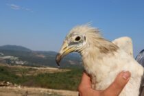 Η ιστορία των τελευταίων Ασπροπάρηδων στα Βαλκάνια που γεννήθηκαν στη Δαδιά και σώθηκαν από την φωτιά