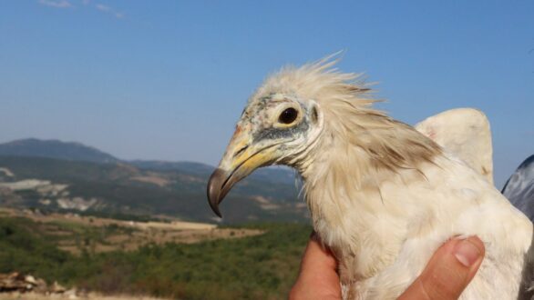 Η ιστορία των τελευταίων Ασπροπάρηδων στα Βαλκάνια που γεννήθηκαν στη Δαδιά και σώθηκαν από την φωτιά