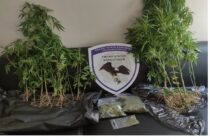 12 συλλήψεις για ναρκωτικά στην ΑΜΘ