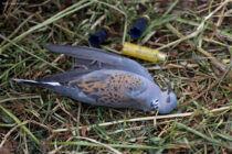 Ρυθμιστική απόφαση θήρας 2025-2026: Σταθερά απογοητευτική & επιζήμια η στάση του ΥΠΕΝ