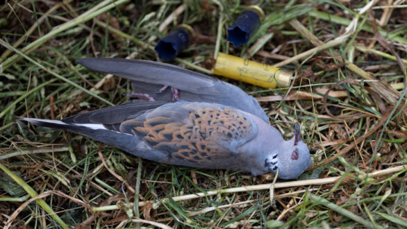 Ρυθμιστική απόφαση θήρας 2025-2026: Σταθερά απογοητευτική & επιζήμια η στάση του ΥΠΕΝ