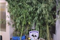 Αλεξανδρούπολη: Φυτεία με δενδρύλλια κάνναβης ως και 4,6 μέτρα εντόπισε η ΕΛ.ΑΣ.