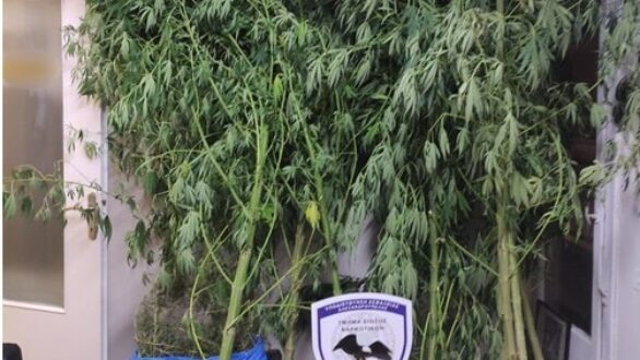 Αλεξανδρούπολη: Φυτεία με δενδρύλλια κάνναβης ως και 4,6 μέτρα εντόπισε η ΕΛ.ΑΣ.