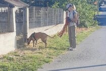 Επιχείρηση ανίχνευσης δηλητηριασμένων δολωμάτων στον Απαλό