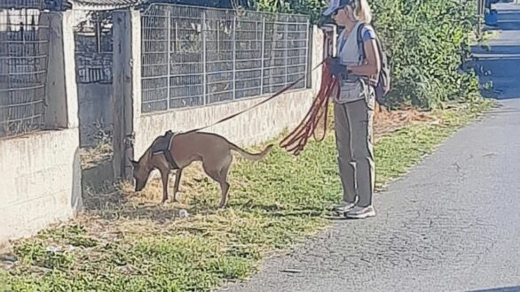 Επιχείρηση ανίχνευσης δηλητηριασμένων δολωμάτων στον Απαλό