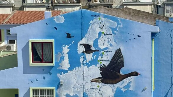 Η νανόχηνα στο 9ο Δημοτικό Σχολείο Αλεξανδρούπολης