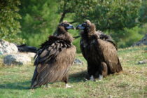 Αυξήθηκε ο πληθυσμός του Μαυρόγυπα στο Εθνικό Πάρκο Δαδιάς-Λευκίμης-Σουφλίου